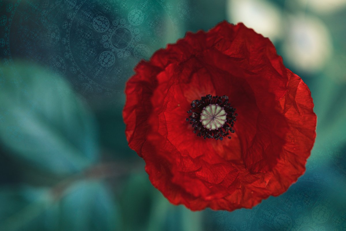 Red. Cocky and Rumpled - digital mixed media artwork, created from photo of a poppy and fr... by Inna Etuvgi