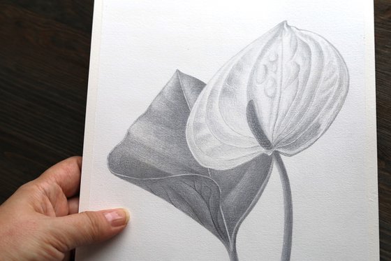 Anthurium