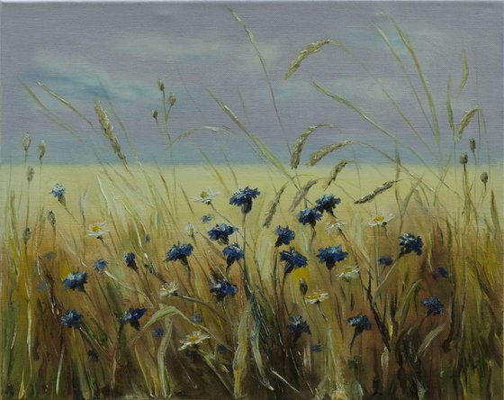 A field of cornflowers