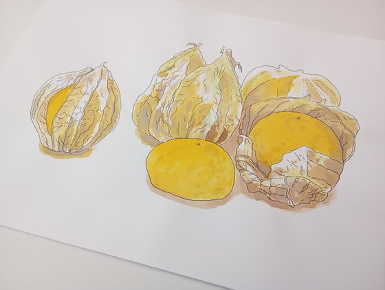 Physalis