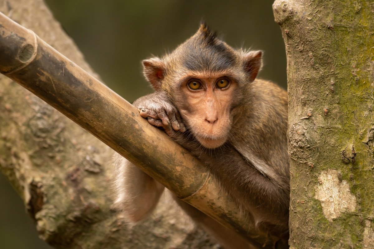 Photorealistic Animal Photograph By Nick Dale, 53 X 38", Last Of The Mohicans, Original Artwork