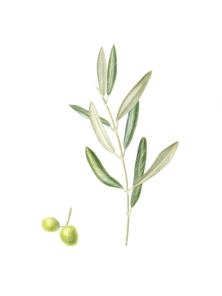 Photorealistic Botanical Watercolour By Maryna Vozniuk, 7 X 9", Olive, Original Artwork
