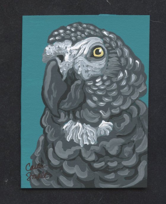 African Gray Parrot