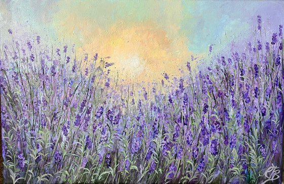 Lavender Morning