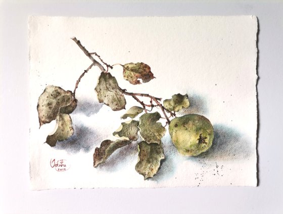 Branche de coing, 1