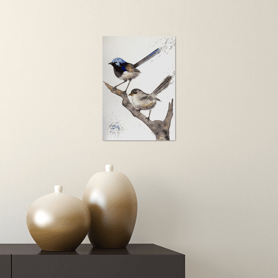 Pair Purple-backed Fairy-wrens