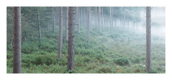 New Forest Pano V