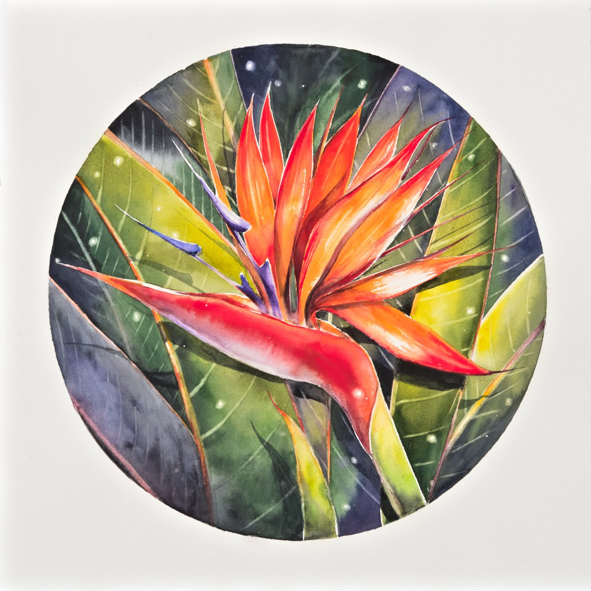 Impressionistic Botanical Watercolour By Eve Mazur, 18 X 18, Strelitzia Flower, Original Artwork