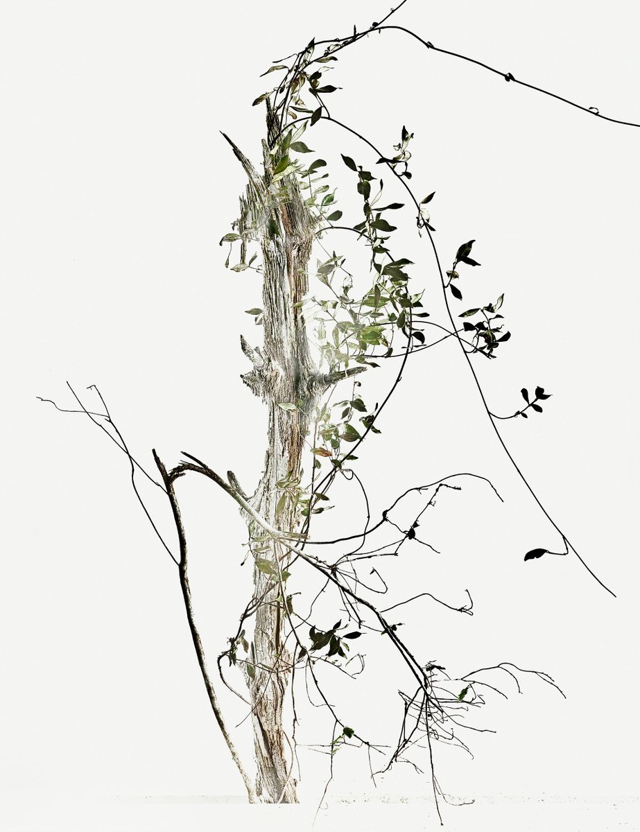 White Light#024- Climbing star jasmine, trees- by Keiichiro Muramatsu