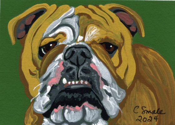 Tan English Bulldog