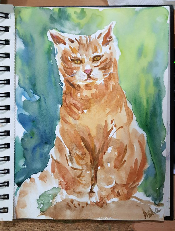 Ranga, the Orange cat
