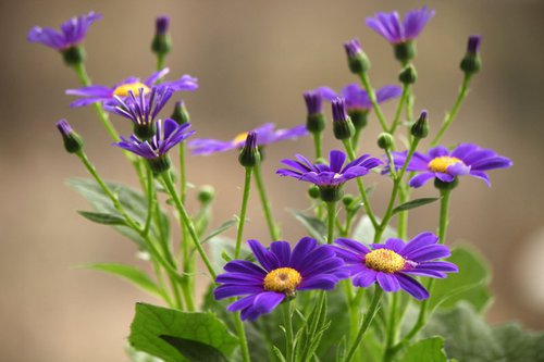 Purple flowers by Sonja  Čvorović