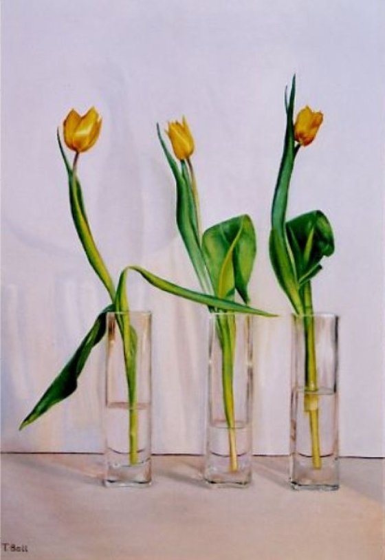 Three Yellow Tulips