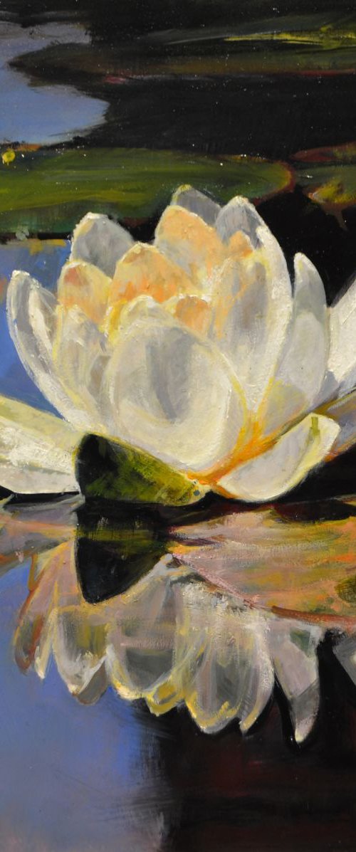Waterlilies by Marco  Ortolan
