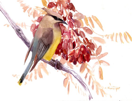 Cedar Waxwing