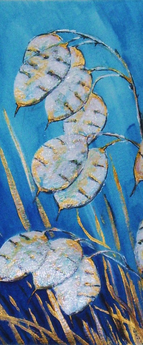 Honesty (Lunaria annua) by Max Aitken