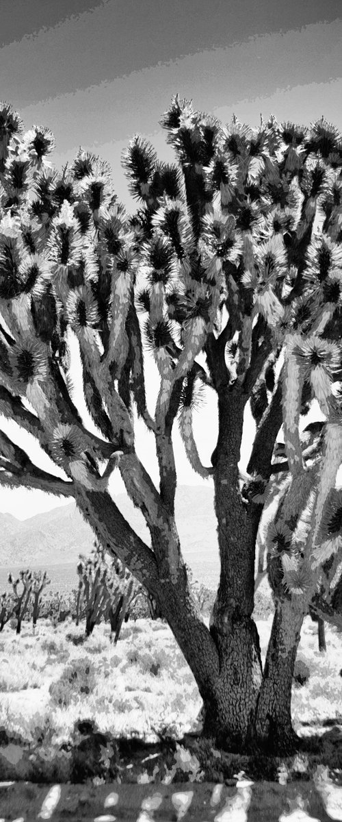 SHADES OF JOSHUA TREE Joshua Tree National Park CA by William Dey