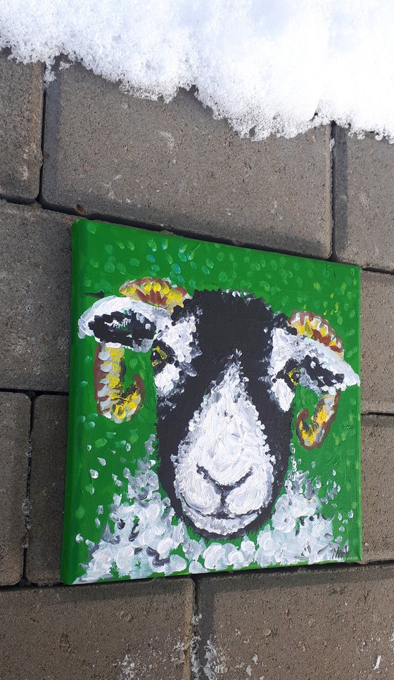 "Swaledale sheep I"