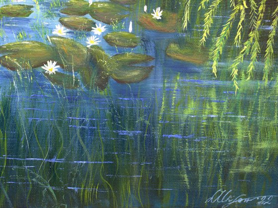 Water lilies pond