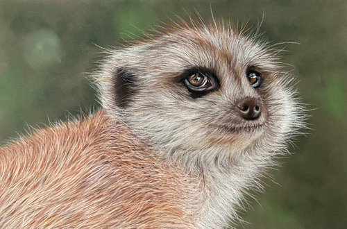 Meerkat by Maxine Taylor