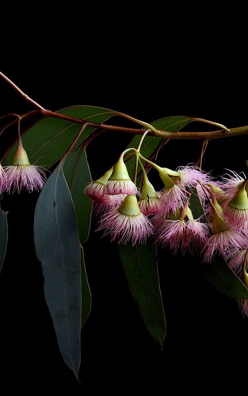Eucalyptus Rosea by Nadia Culph