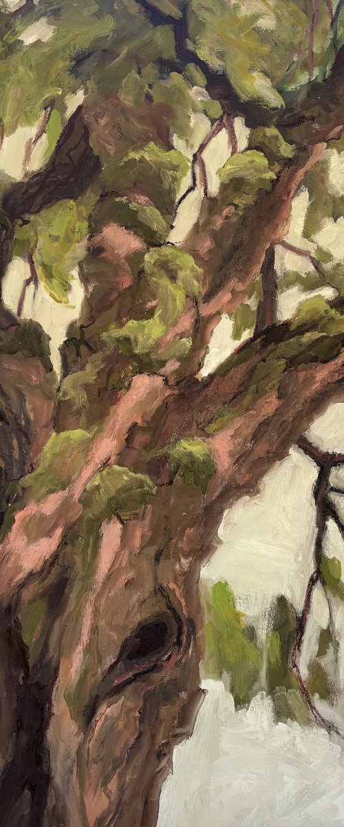 The Mulberry Tree by Joanna Farrow