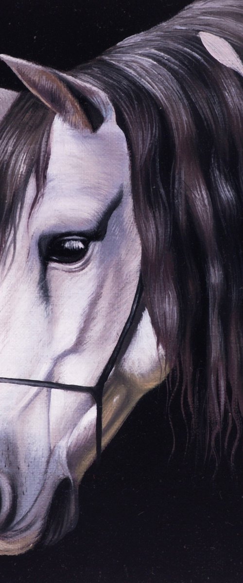 Horse Portrait 108 by Anastasia Parfilo