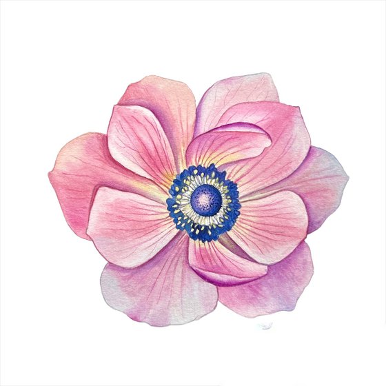 Anemone. A series of original watercolour artwork.