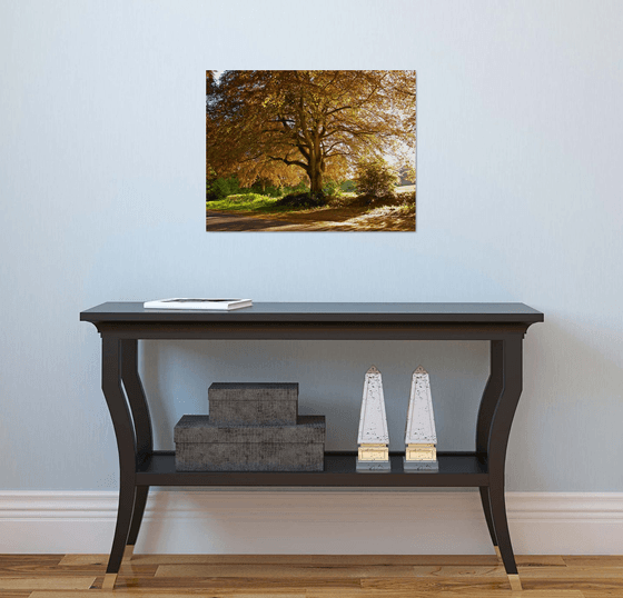 Copper Beech, Rural Hampshire