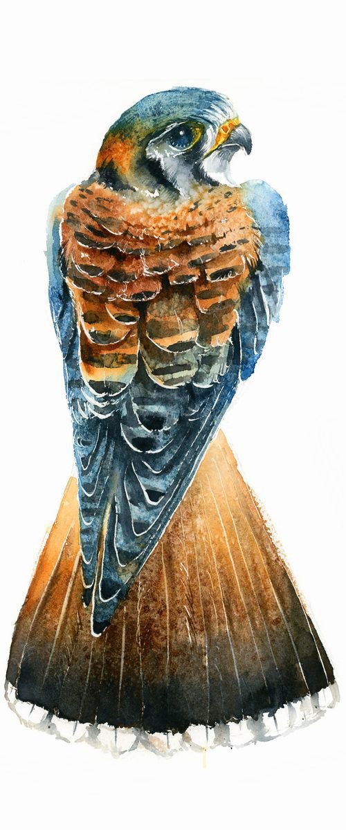 Common Kestrel, wildlife, birds watercolours by Karolina Kijak