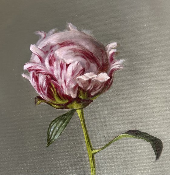 Peony still life