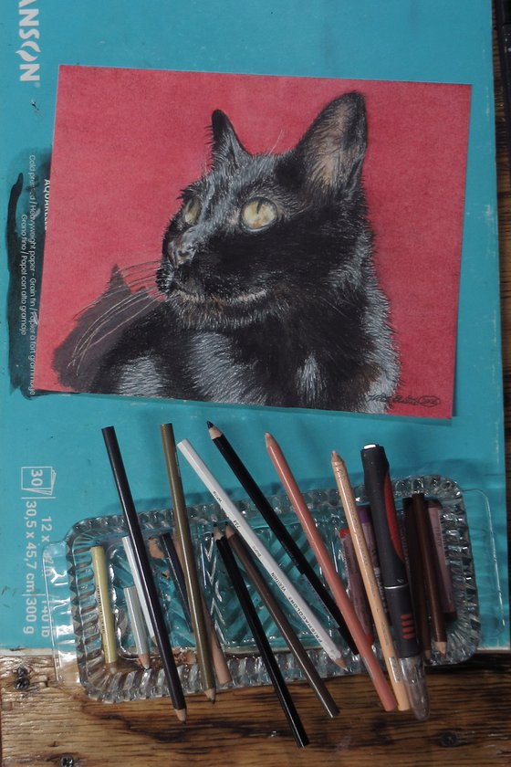 Morning Cat