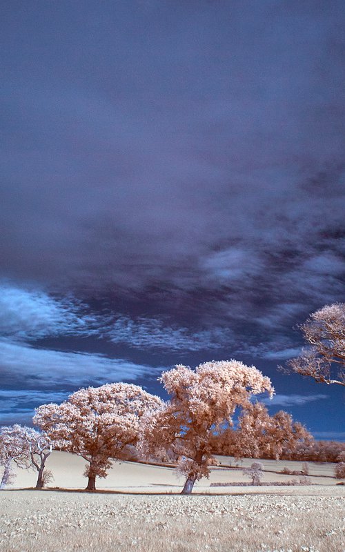 Oaks Trees, Hammerpot. by Ed Watts