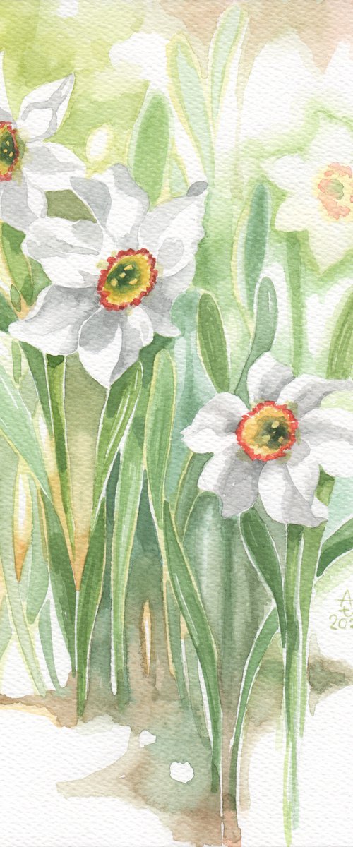 Spring is coming - Narcissi by Jolanta Czarnecka
