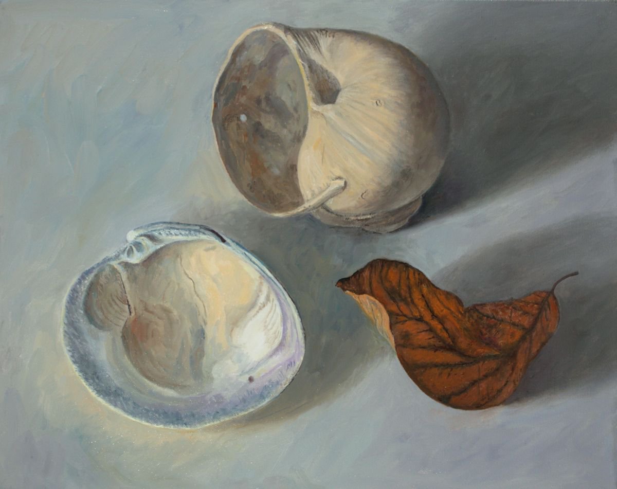 Shells and Leaf by Douglas Newton