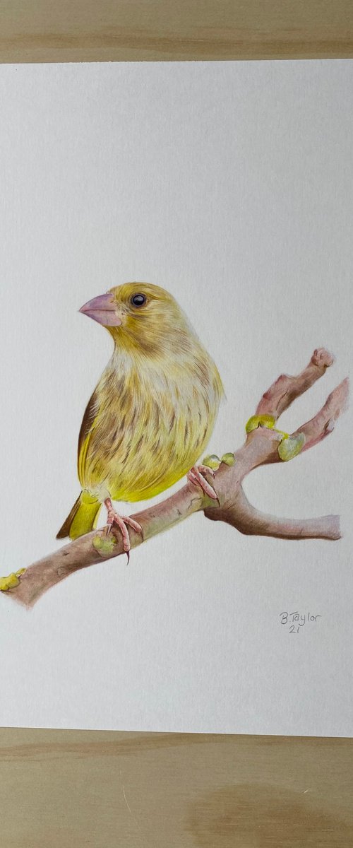 Green finch bird by Bethany Taylor