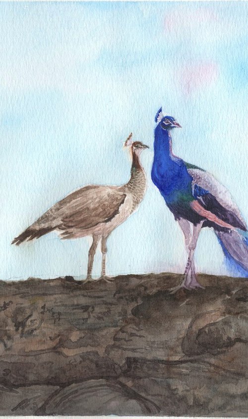 Indian blue peacock and peahen by Shweta  Mahajan