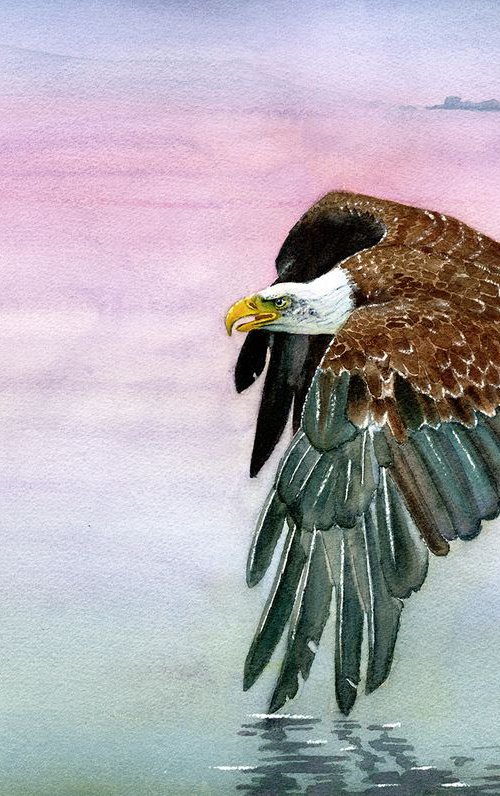 East Coast Eagle - Bald Eagle by Jason Edward Doucette