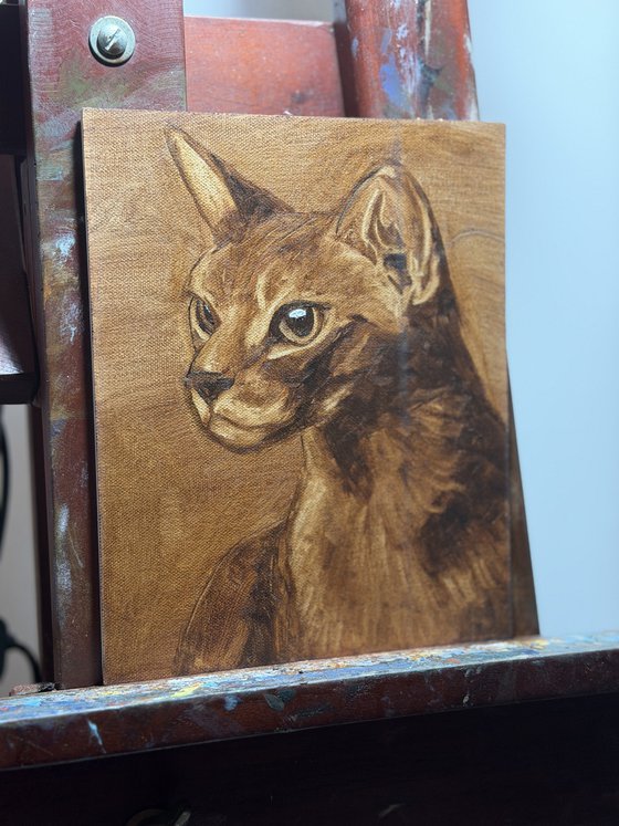 Blue Abyssinian Cat