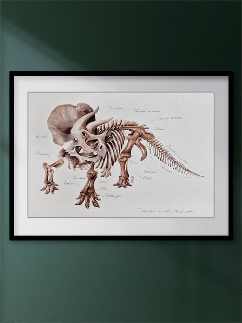 Triceratops horridus, paleo antatomy illustration by Katya Shiova