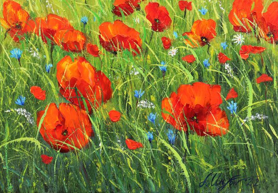 Poppy field in summer 4