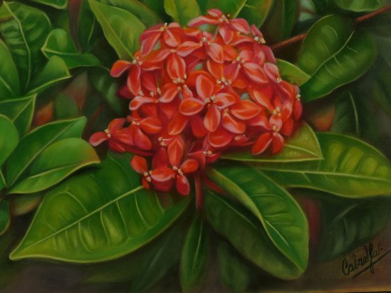 Ixora