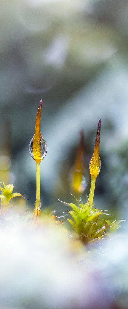 Forest’s Mossy Soul - matted by Inna Etuvgi