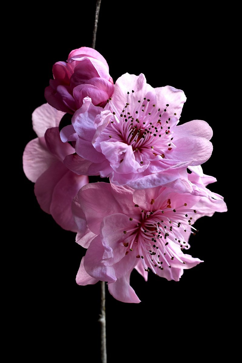 Photorealistic Botanical Photograph By Nadia Culph, 24 X 35", Cherry Blossoms, Original Artwork