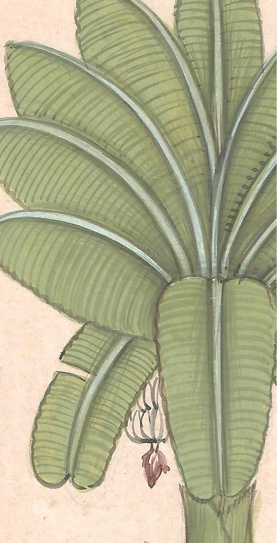 Banana Plant | Indian Miniature