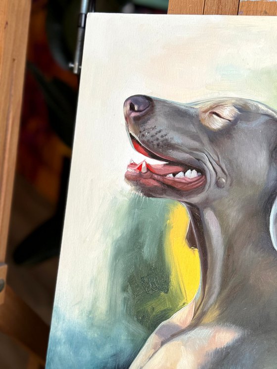 Weimaraner. Dog Portrait