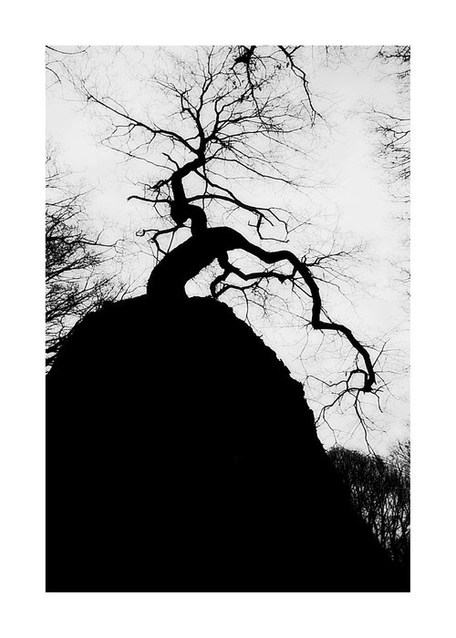 Black & White Tree's 03 by Richard Vloemans