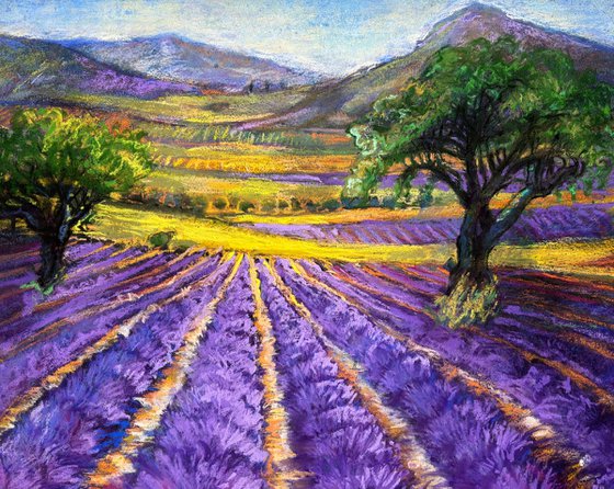 Lavender Fields