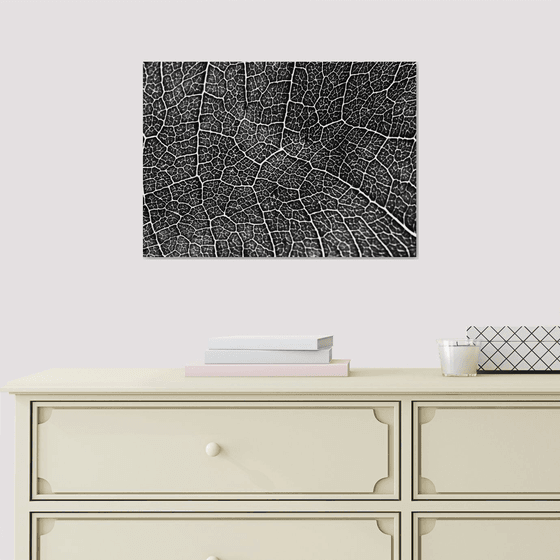 Leaf Veins V
