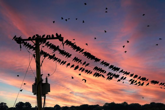 Wired Crows